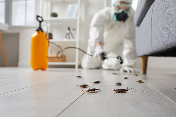 Commercial Rodent Management in Cavalier